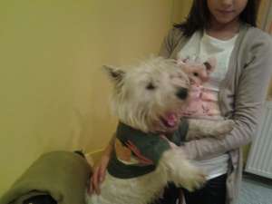 Oferta mascul terrier westie pentru imperechere