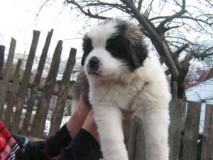 vand pui saint bernard