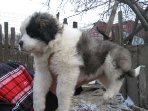 vand pui saint bernard