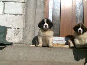vand pui saint bernard