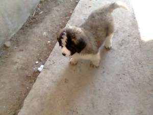 vand pui saint bernard