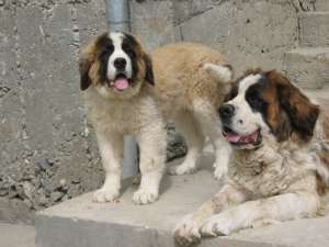 vand pui saint bernard