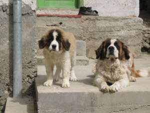 vand pui saint bernard