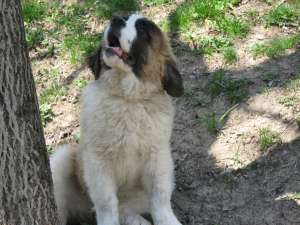 vand pui saint bernard