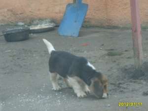 Vand catelusi beagle