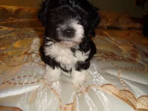 bichon havanez alb cu negru