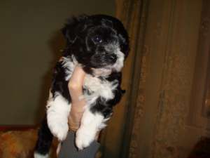 bichon havanez alb cu negru
