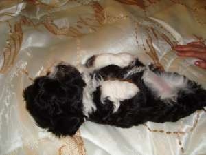 bichon havanez alb cu negru
