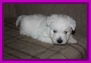 Westie de la crescator - merita vazut!
