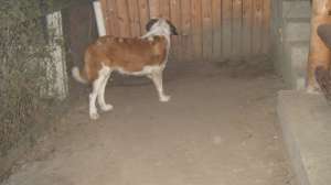 Vand femele saint bernard adulte