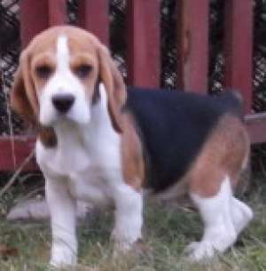 pui beagle cu pedigree 