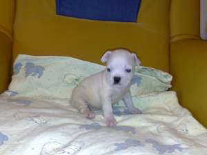 PUII BULLDOG FRANCEZ