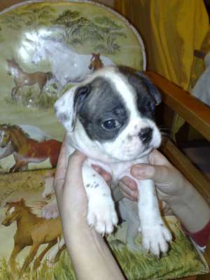 PUII BULLDOG FRANCEZ