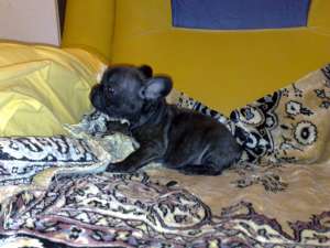 PUII BULLDOG FRANCEZ