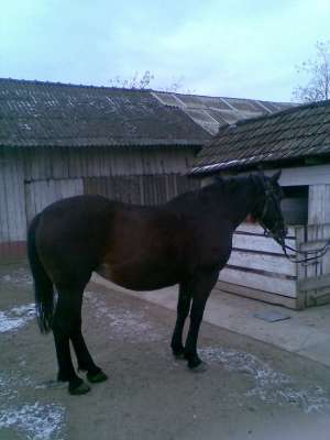 IAPA DE VANZARE