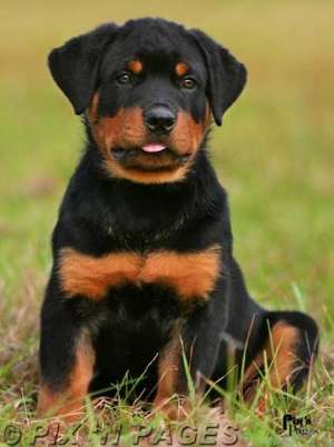 vand catei rasa rottweiler