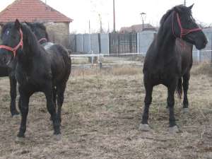 vand manz negru pentru pretentiosi