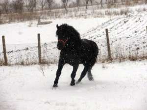 Vand manz percheron negru