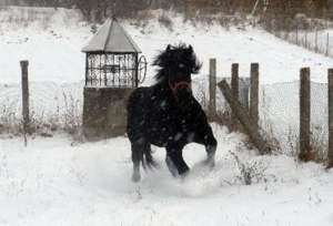 Vand manz percheron negru