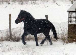 Vand manz percheron negru