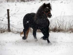 Vand manz percheron sur