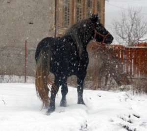 Vand manz percheron sur