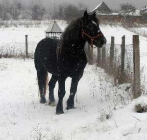 Vand manz percheron sur