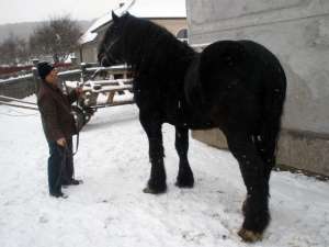 Vand armasar percheron negru