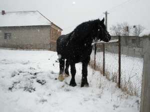 Vand armasar percheron negru