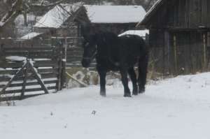 Vand iepe si manze percheron