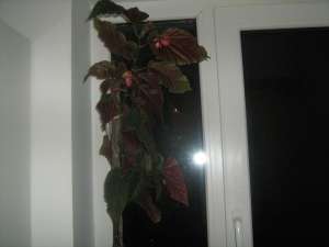 donez floare "Plaman"