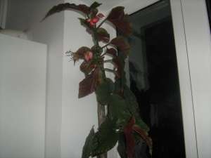 donez floare "Plaman"