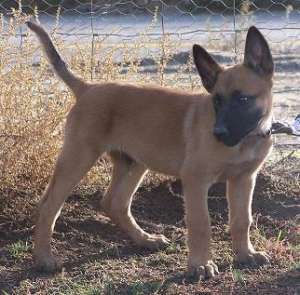 Vand pui Ciobanesc Belgian Malinois linie de lucru si paza 100% cu pedigree. Merita vazuti !!!