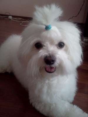 Monta bichon maltez