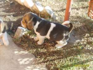 Beagle de vanzare ieftini