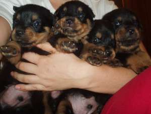 Vand pui rottweiler rasa pura