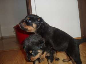 Vand pui rottweiler rasa pura