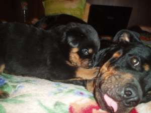 Vand pui rottweiler rasa pura