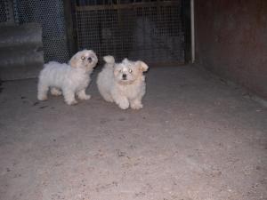 bichon