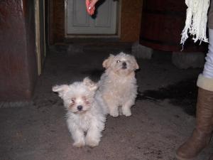 bichon