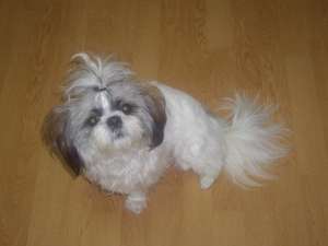 IMPERECHERE SHI TZU
