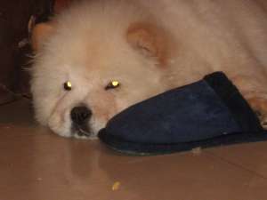 PUI CHOW CHOW CU PEDIGREE ALBI ROSCATI SI BLUE-tatal int champ DIKAYA STAYA ELISEY-de la 350 E
