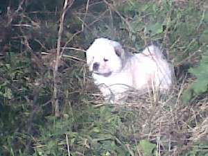 PUI CHOW CHOW CU PEDIGREE ALBI ROSCATI SI BLUE-tatal int champ DIKAYA STAYA ELISEY-de la 350 E