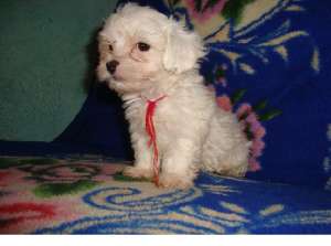 vand bichoni havanese,  500 lei