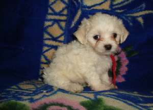 vand bichoni havanese,  500 lei