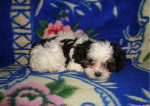 vand bichoni havanese,  500 lei