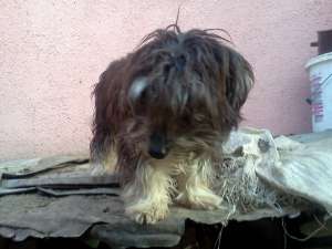 vand pui bichon havanez