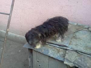 vand pui bichon havanez