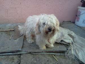 vand pui bichon maltese