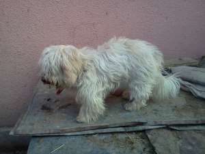 vand pui bichon maltese